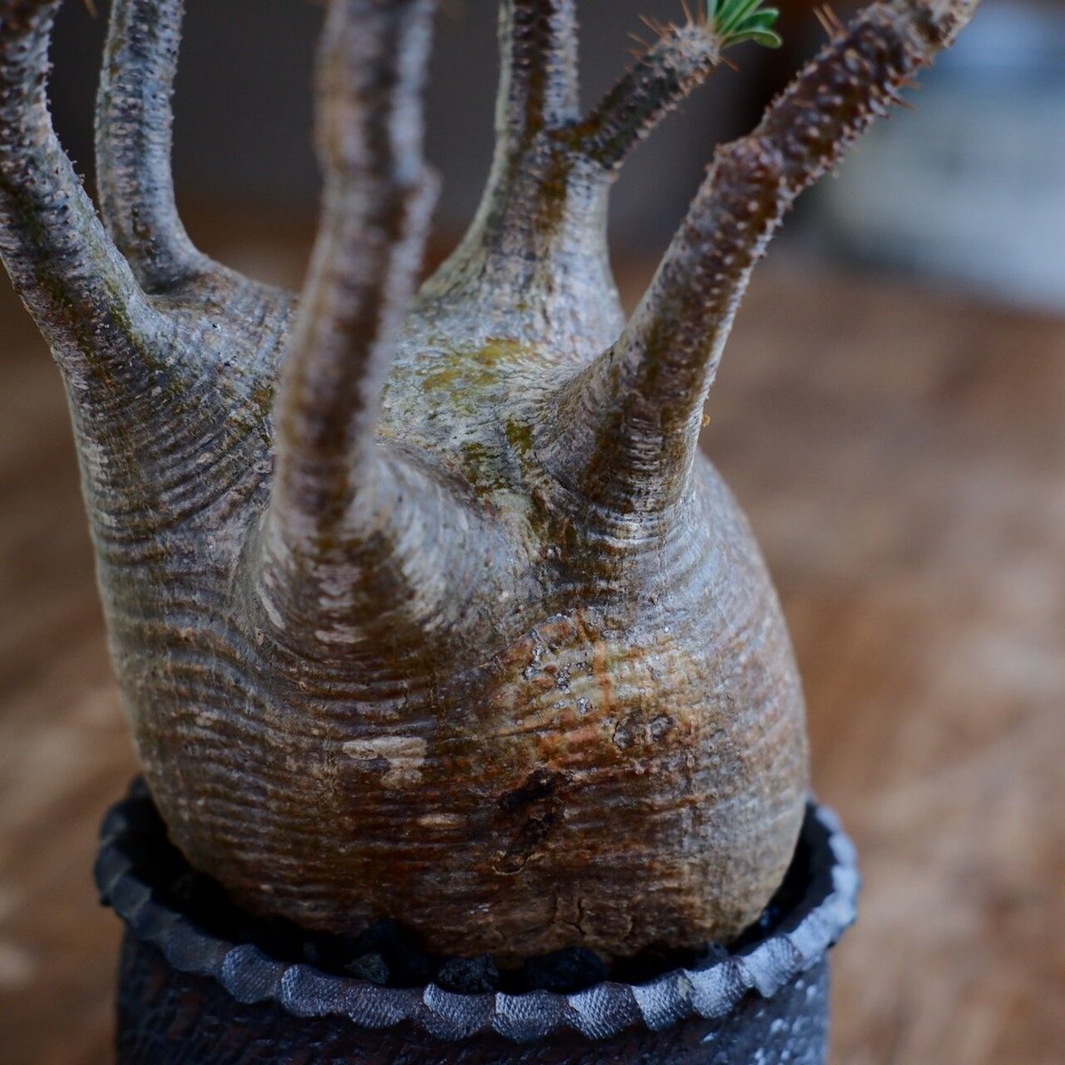 発根済 中ぶり 良型 グラキリス - 象牙宮 - size M ［No.22］ × 與那