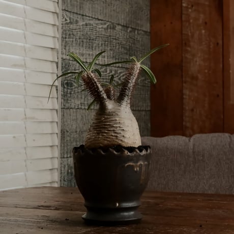 グラキリス φ9cm - 象牙宮 - ［No.74］  ×   根本峻吾 作 S.N POT type.round「 黒焔 - kokuen - 」4号 植木鉢 笠間焼