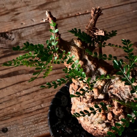 オペルクリカリア パキプス φ8cm［No.26］  × 沖誠 作品【 Bark / upper spread 】3号 植木鉢 笠間焼