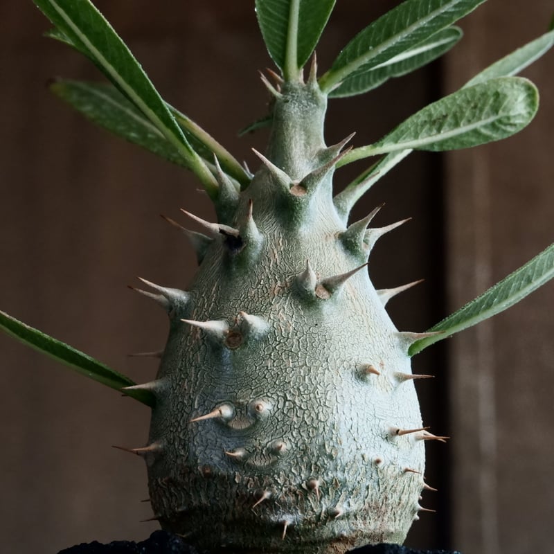 国内実生】パキポディウム・カクチペス［No.03］× 坂本新 作