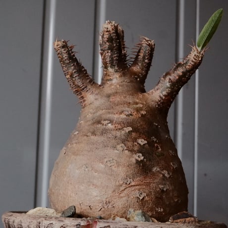 グラキリス φ8.5cm - 象牙宮 -［No.69］  ×   沼野秀章 作「 刻ム音 」3.5号 植木鉢 笠間焼