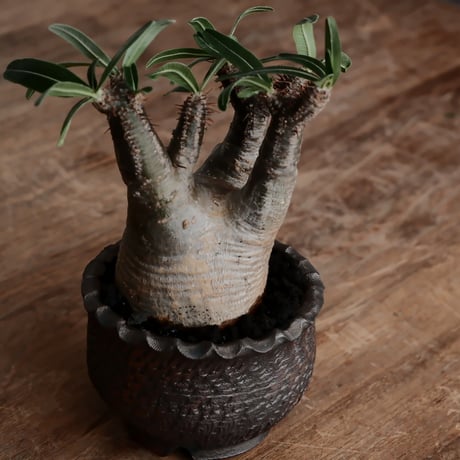 発根済 グラキリス  - 象牙宮 - size S［No.219］  ×  與那嶺大輔 作 「琉球飛び鉋」3号 植木鉢