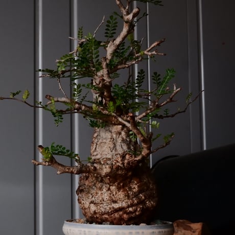 オペルクリカリア パキプス φ 11cm［No.29］  × 杉山悠 作 4号 植木鉢 笠間焼