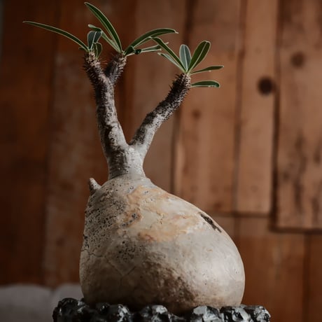 発根済 グラキリス - 象牙宮 - size M［No.211］  ×  松野然 作 「ZEN」4号 植木鉢