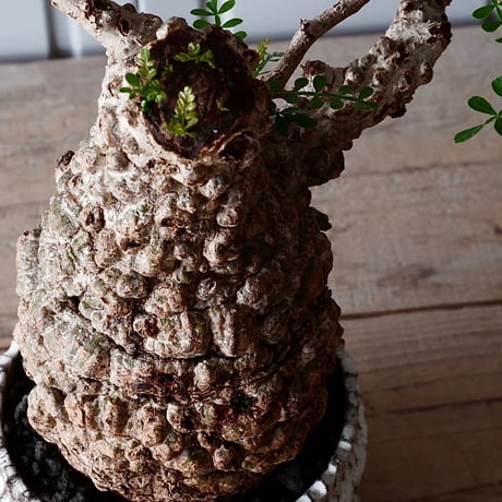 オペルクリカリア パキプス φ 11cm［No.05］  × 根本峻吾 作 S.N POT type.cylinder「 月光ノ爪牙」4.5号 植木鉢 笠間焼