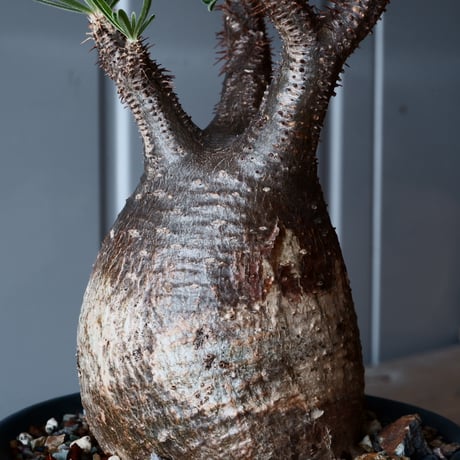 グラキリス φ8.5cm - 象牙宮-［No.25］× 森田昌求 作【 CLAW - L - 】4号 植木鉢 笠間焼