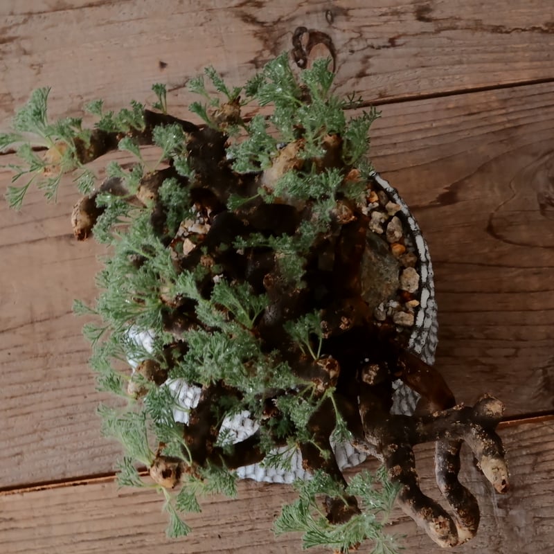 大株 / w28cm】サルコカウロン ムルチフィズム［No.05］ × 根本峻吾 作