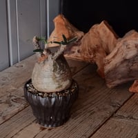 発根済 グラキリス 01 × CLAW S［ 作家 : 森田昌求 ］笠間焼 | Botan