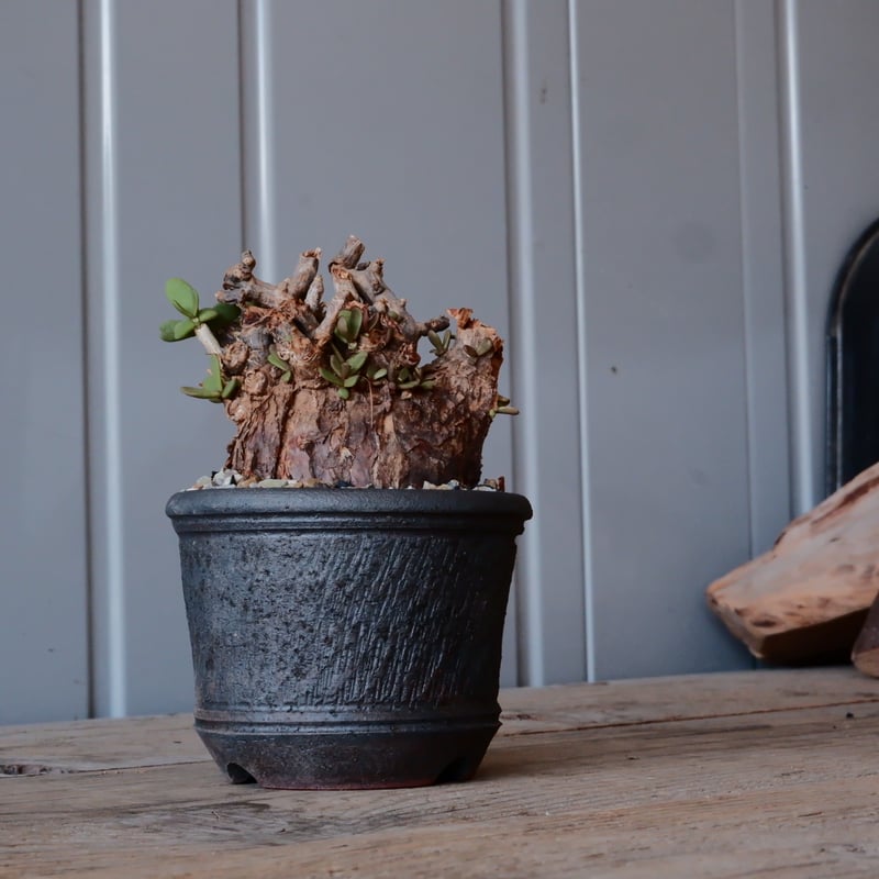 ふ*く様 【珍品洞窟あり！！】巨大なピグマエア・発根済み/鉢ごと発送 ケラリア ピグマエア 現地球 発根済み 盆栽株 幹太 塊根植物 陶器鉢