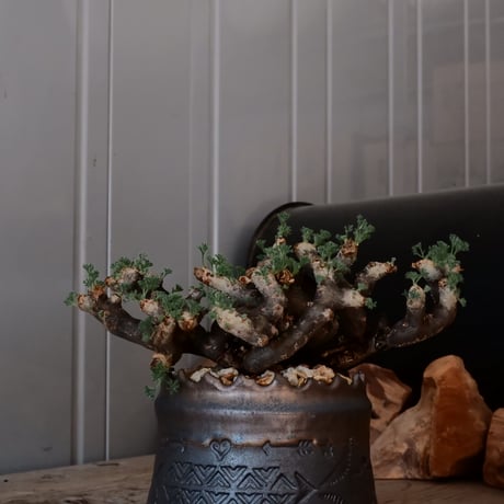 【大株 / w23cm】サルコカウロン ムルチフィズム［No.03］  ×   根本峻吾 作 S.N POT type.cylinder「 刻印  -kokuin- 」 4号 植木鉢