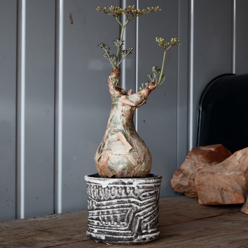 l*n様 開花中 キフォステンマ ベティフォルメ ソマリア ナローリーフ 発根済 キフォステンマ ベティフォルメ ナローリーフ ソマリア産 輸入株［No