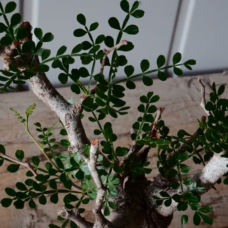 オペルクリカリア パキプス φ 6cm［No.22］  × 磯部祐介 作「 匣 - kou -」3号 植木鉢 笠間焼