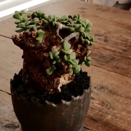 ケラリア ピグマエア［No.96］  ×   根本峻吾 作 S.N POT type.round「 鐡 - 黒焔 - 」4号 植木鉢 笠間焼