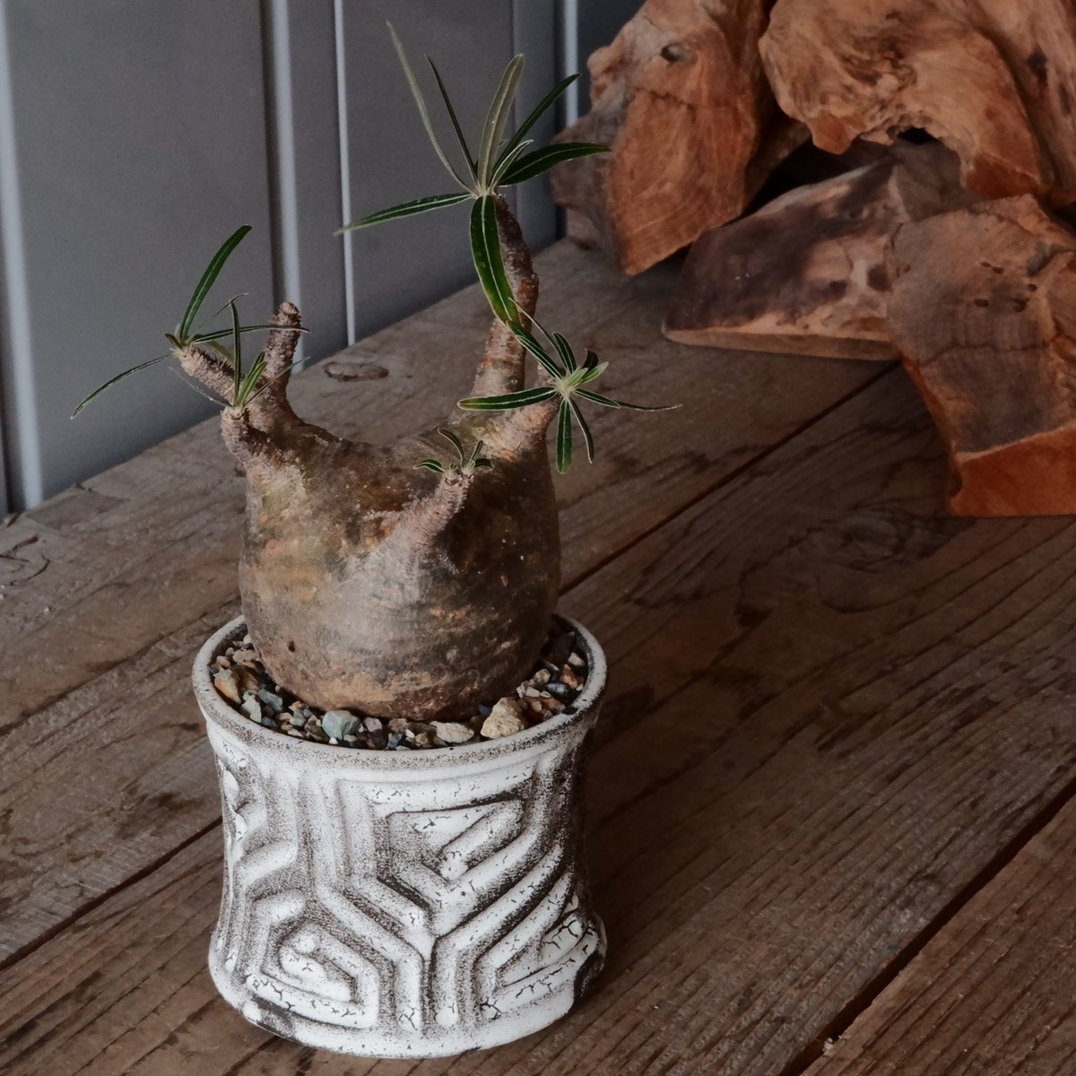 グラキリス φ8.5cm - 象牙宮- ［No.79］ × 根本峻吾 作 S.N PO