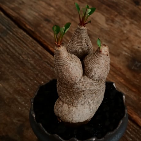 ユーフォルビア ラバティ S［No.54］  ×   根本峻吾 作 S.N POT type.slim「 鐡 - 黒焔 - 」3号 植木鉢 笠間焼