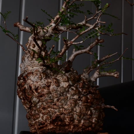 オペルクリカリア パキプス φ 14cm［No.33］  × 沖誠 作「Spilal - 燻銀彩 - / round 」 4号 植木鉢 笠間焼