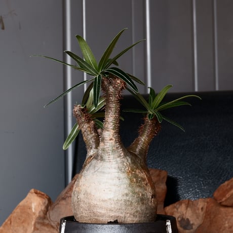 グラキリス φ8cm - 象牙宮 - ［No.31］  ×   根本峻吾 作品【 S.N POT type.slim「 覚醒 」 3.5号 】笠間焼 植木鉢