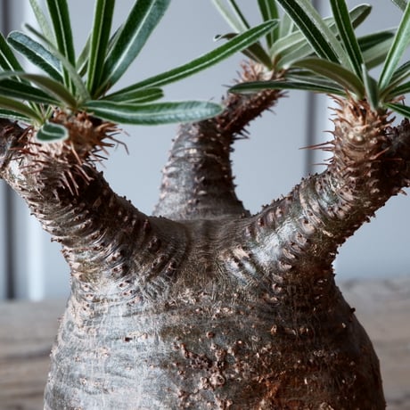 グラキリス φ9cm - 象牙宮 - ［No.36］  ×   沼野秀章 作「 black wrap 」3号 植木鉢 笠間焼