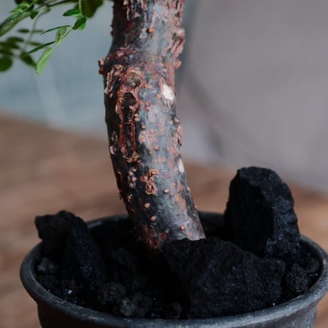 コミフォラ モンストローサ［No.23］  ×  磯部祐介 作「 瓦 - kawara - 闇堕ち tall ver.」3号 植木鉢 笠間焼