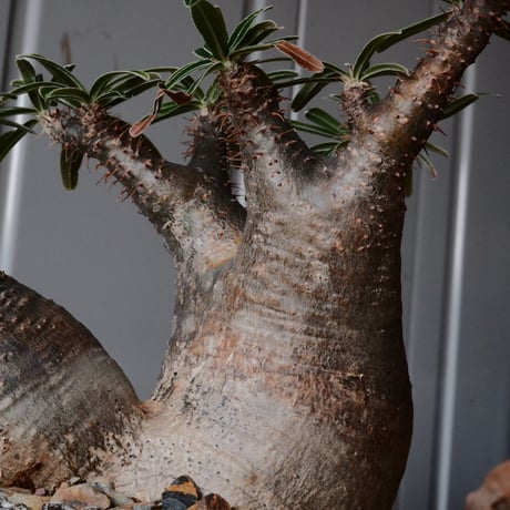 二頭 グラキリス φ14cm  - 象牙宮- ［No.83］  ×   根本峻吾 作 S.N POT type.cylinder「 月光ノ爪牙」4.5号 植木鉢 笠間焼