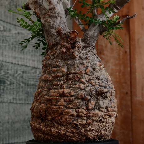 オペルクリカリア パキプス φ12cm［No.14］  ×   根本峻吾 作 S.N POT type.cylinder「 雷電 」limited color - Ocher - 4号 植木鉢