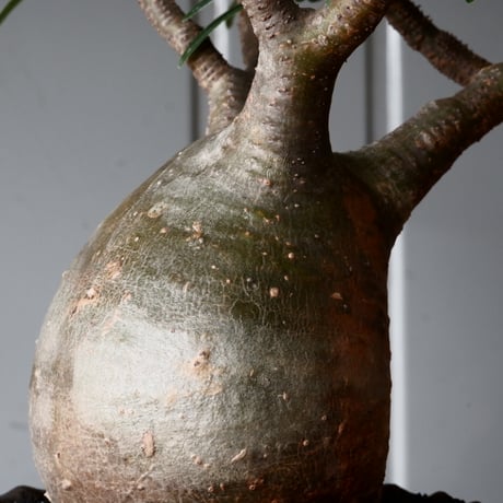 グラキリス φ8.5cm - 象牙宮 -［No.57］  × 磯部祐介 作「 鶏冠 - tosaka - "金剛 tall ver. " 」3号 植木鉢 笠間焼