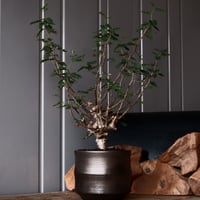 センナ メリディオナリス 輸入株［No.37］  × 松野 然 作 「ZEN」4.5号 植木鉢