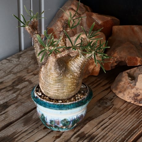 グラキリス φ7.5cm - 象牙宮 -［No.54］  × 磯部祐介 作「 彩 - sai - 」3号 植木鉢 笠間焼