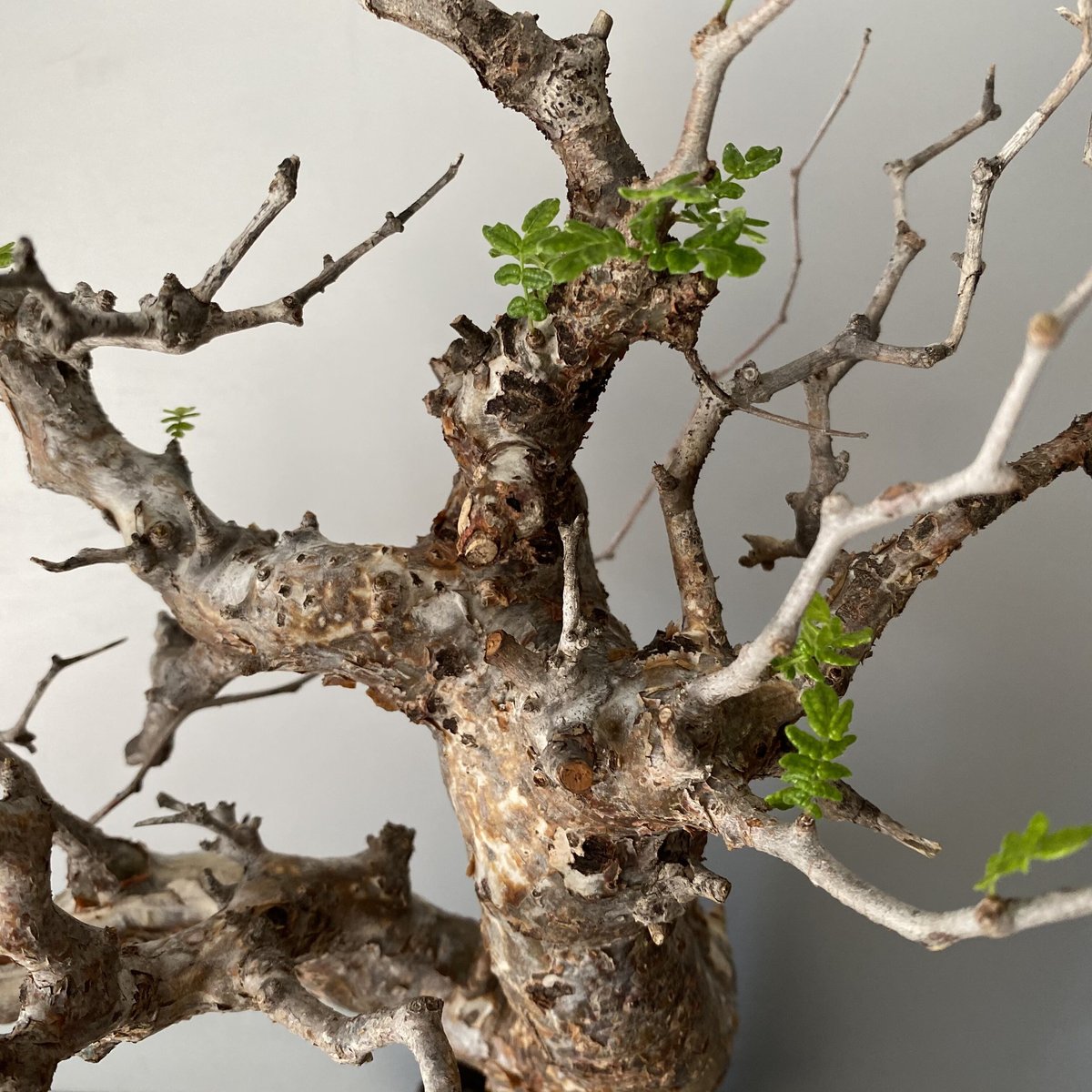 コミフォラ モンストローサ 発根済 現地株 MO-02 × S.N.Pot - crown -