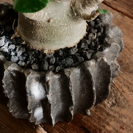 《美形》アデニウム アラビカム " ドワーフ " φ7cm［No.15］  ×  松野然 作 「ZEN」3.5号 植木鉢