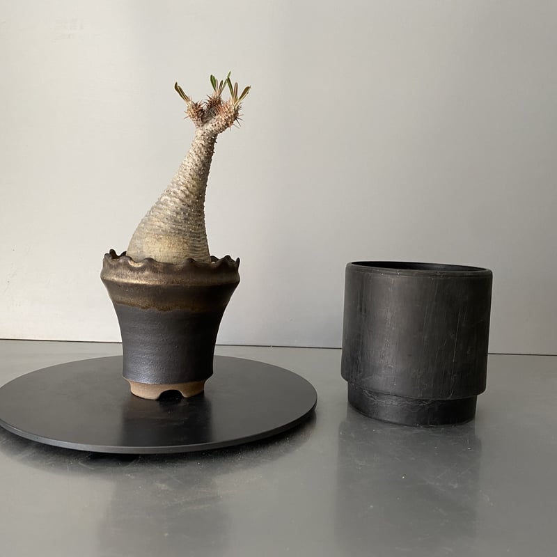 発根済 グラキリス 現地株 BG-156 × S.N.Pot - crown - 3号鉢 ［作