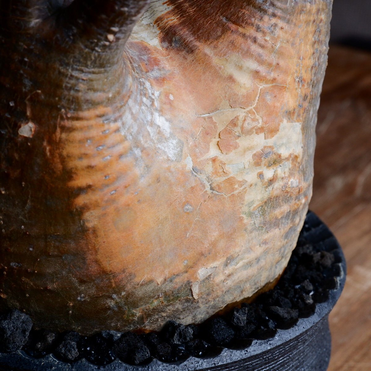 大株 赤肌 グラキリス - 象牙宮 - size XL［No.38］ × 沖誠 作品