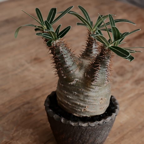 発根済 グラキリス  - 象牙宮 - size S［No.221］  ×  與那嶺大輔 作 「琉球飛び鉋」3号 植木鉢