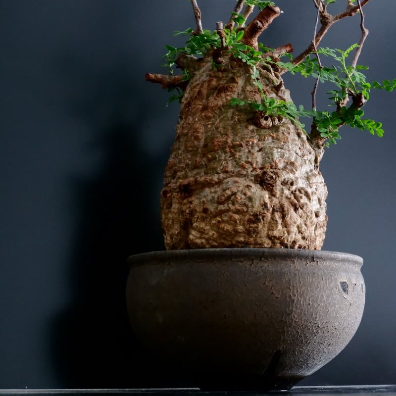 発根済 低重心 大型 パキプス 04 × 