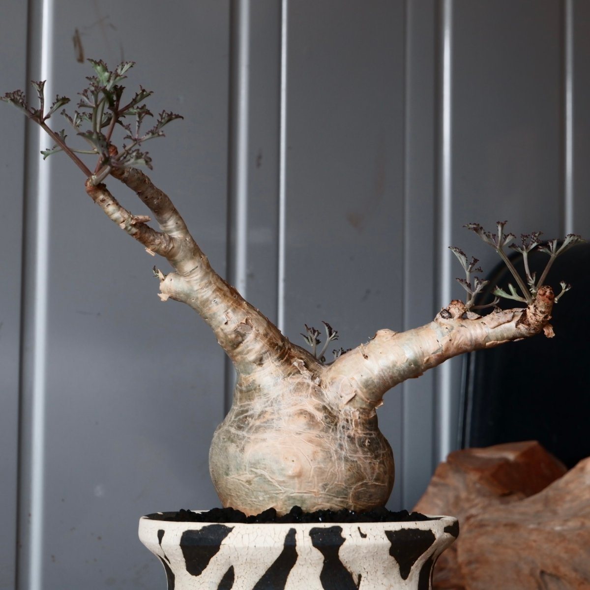 丸株 キフォステンマ ベティフォルメ ナローリーフ ソマリア産 輸入株