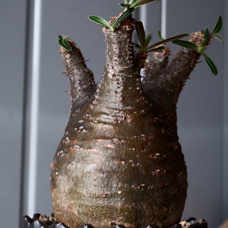 グラキリス φ8.5cm - 象牙宮-［No.09］×  中野明彦 作品【 KIRIKO / black / 3号 】笠間焼 植木鉢