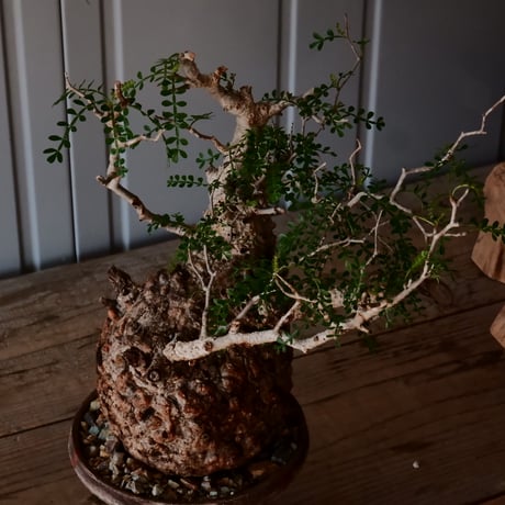 オペルクリカリア  パキプス φ 12.5cm［No.42］  × 沼野秀章 作 【 刻ム音 】4号 植木鉢 笠間焼