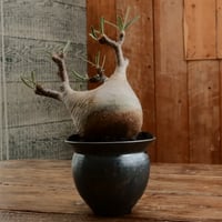 グラキリス M - 象牙宮 -［No.205］  ×   坂本新 作「 LUSTER OVERGLAZE - white pearl -  」3.5号 植木鉢 笠間焼