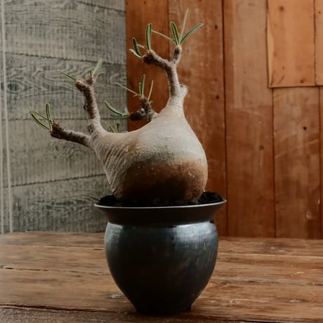 グラキリス M - 象牙宮 -［No.205］  ×   坂本新 作「 LUSTER OVERGLAZE - white pearl -  」3.5号 植木鉢 笠間焼