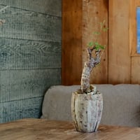 発根済 コミフォラ オルビクラリス［11］×  沼野秀章 作「 刻ム音 」長鉢 ( M ) 笠間焼