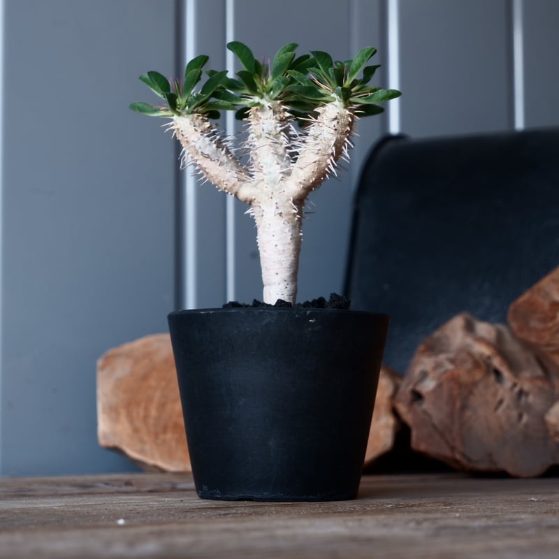 ユーフォルビア ギラウミニアナ 輸入株［No.43］ 3.5号鉢