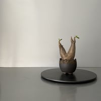 発根済 ちびダブル マカイエンセ 魔界玉  BG-174 × S.N.Pot "丸"- crown - 2号鉢 ［作家  "根本峻吾"］