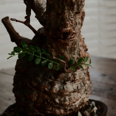 オペルクリカリア パキプス φ9cm［No.6］  ×   沼野秀章 作「 black wrap 」3号 植木鉢