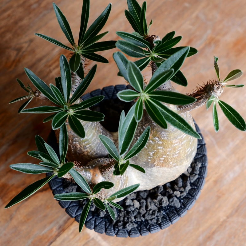 美肌 3頭 グラキリス - 象牙宮 - size L［No.40］ × 沖誠 作品 『