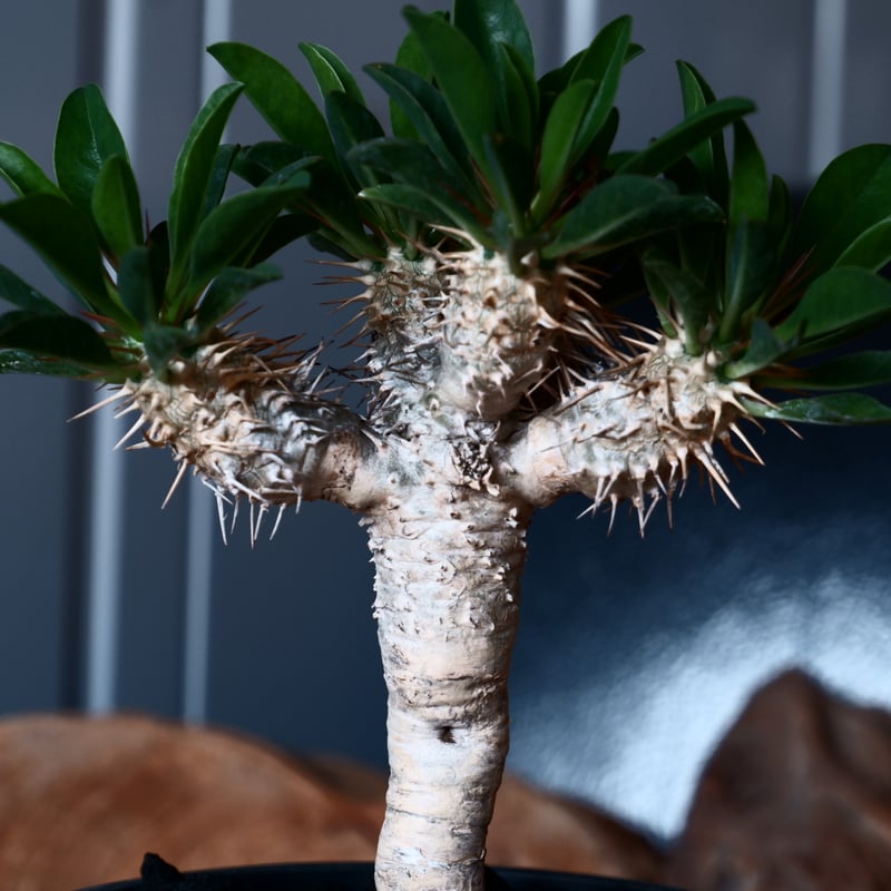 ユーフォルビア ギラウミニアナ 輸入株［No.46］ 4号鉢 | Botanical Holic