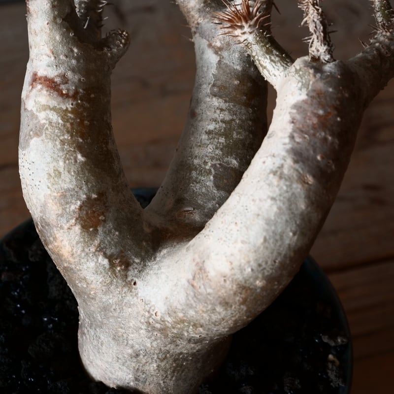 パキポディウム ブレビカリックス 輸入株［No.21］ × 坂本新 作