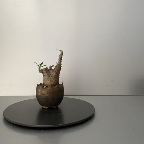 発根済 超チビ マカイエンセ BG-163 × S.N.Pot "丸"- crown - 2号鉢 ［作家  "根本峻吾"］