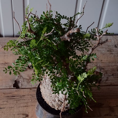 オペルクリカリア パキプス φ 12cm［No.26］  × 杉山悠 作 φ12cm 植木鉢 笠間焼