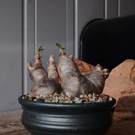 マカイエンセ  φ11cm ［No.66］  ×  森田昌求 作【 CLAW / BORDER 】 4号 植木鉢 笠間焼