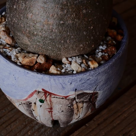 グラキリス φ8cm - 象牙宮 -［No.49］  ×   沼野秀章 作「 刻ム音 」3号 植木鉢 笠間焼